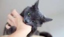 cats-bite-fingers-gray-cat.jpg