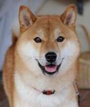 180px-Shibainutaiki.jpg