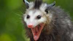 Opossum-Desktop-for-iphone.jpg