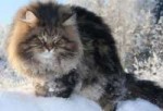 sibircat.jpg