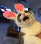 suffaringcat.jpg