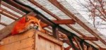 what-does-the-fox-say-village-japan.jpg