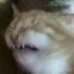 15289962464020.png