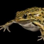 northern-leopard-frogthumb.jpg