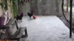 футбольчик.mp4