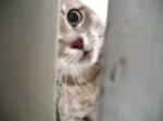 15294342393890.webm