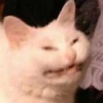 кот.jpg