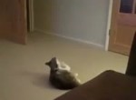 cat.mp4