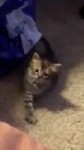 video (1).mp4