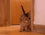 image.gif