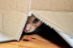 193297-725x483-Cat-hiding.jpg