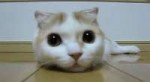 giphy (2).gif