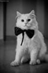 6b753954e1e53eccff75c1a1624037ef--cat-s-kitty-cats.jpg