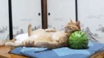 image862201171425036964037.gif