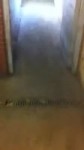 свинотред.webm