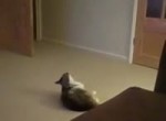 cat.webm