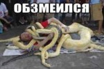 обзмеился.jpg