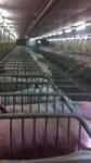 1533672284350.webm