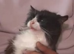 1534527667714.webm