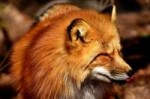 fuchs-2185016960720.jpg