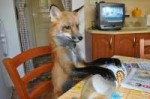 fox-7.jpg