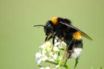 2010-04-28(35)Erdhummel,Buff-tailedbumblebee,Bombusterrestr[...].jpg