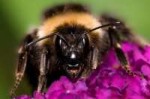Bombus8.jpg