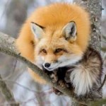 4c062e81bce6f6ece5e3314a147df766--wildlife-photography-red-[...].jpg