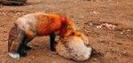 red-japanese-fox-species-village-zoo.jpg