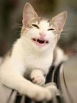 cats069.jpg