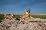 Swift-fox-kits-playing-at-den-Lovas-1721.jpg