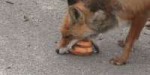 o-FOX-SANDWICH-facebook.jpg