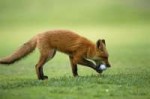 insight-into-the-life-of-the-most-cunning-animal-7-pictures[...].jpg