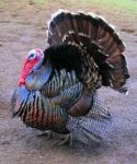 275px-Malenorthamericanturkeysupersaturated.jpg