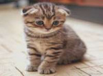 1521836137-hot-delightful-scottish-fold-purrfect-cat-breeds[...].jpg