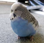 fatbudgie3bythatsnotstupid.jpg