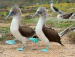 GalapBluefootedboobie2.jpg