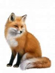 fox-png-2.png