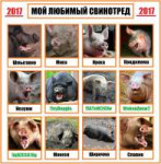 Мой любимый свинотред.jpg