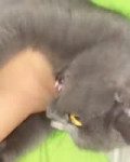 15417766418811.mp4