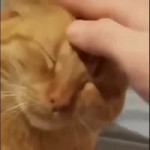 15153533400830.webm