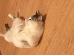 image.jpeg