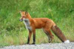 FoxPenning0.jpg