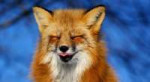 The-Beautiful-Red-Foxes-of-Prince-Edward-Island880-696x385.jpg