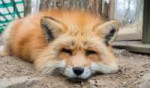 sleepy-fox.jpg