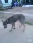  .webm