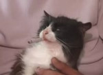 .webm