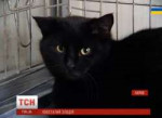 -dvach-asylum-2446791.jpg