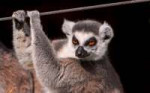 lemur11[1].jpg