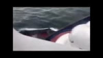  .mp4